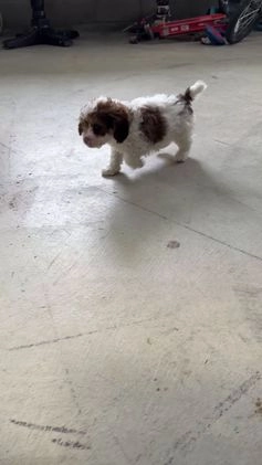 Cavapoo dogs for sale: Ranger - Video 1
