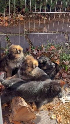 German Shepherd dogs for sale: German Shepherd Puppy 2 - Video 1