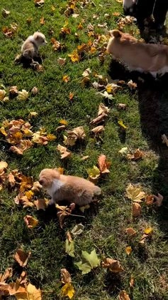 Welsh Corgi Pembroke dogs for sale: Sky - Video 3