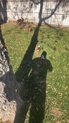 Boston Terrier dogs for sale: Boston Terrier Puppy 2 - Video 2