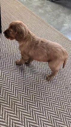 Irish Setter dogs for sale: Elmo - Video 1