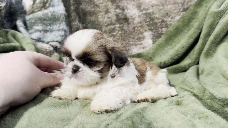 Shih Tzu dogs for sale: Daisy - Video 1