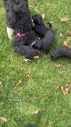 Mixed Breed dogs for sale: Donner (Golden Mountain Doodle) - Video 1