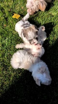 Havanese dogs for sale: Macy - Video 8