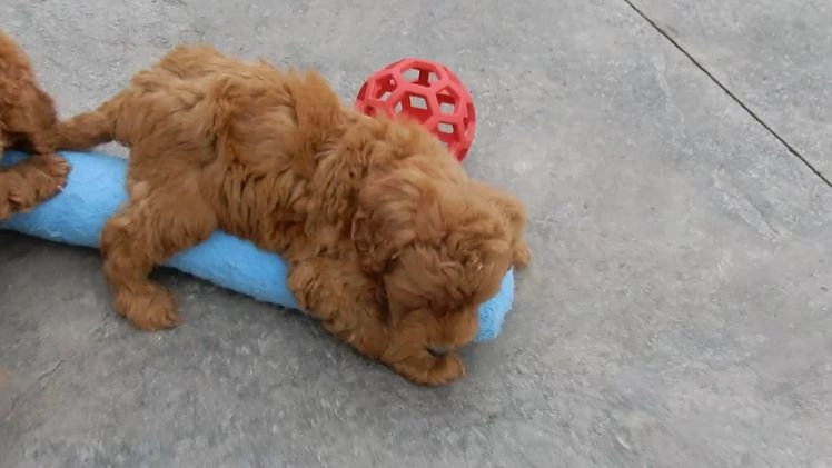 Mini Goldendoodle dogs for sale: Evan - Video 2