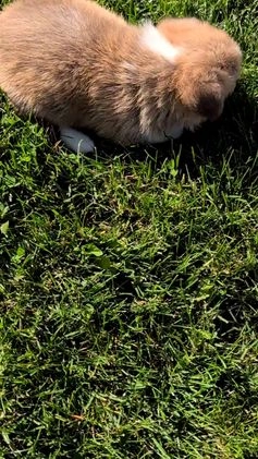 Welsh Corgi Pembroke dogs for sale: Sky - Video 4