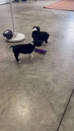 Boston Terrier dogs for sale: Rex - Video 1