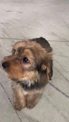 Yorkiepoo dogs for sale: Maddie - Video 1
