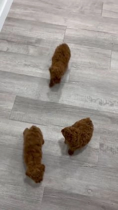 Toy Poodle dogs for sale: Hunter - Video 2
