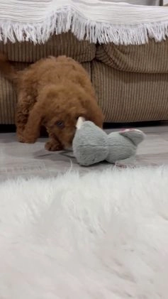 Goldendoodle dogs for sale: Jackson - Video 1