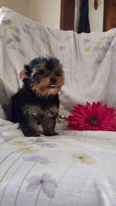 Yorkshire Terrier dogs for sale: Jude - Video 3