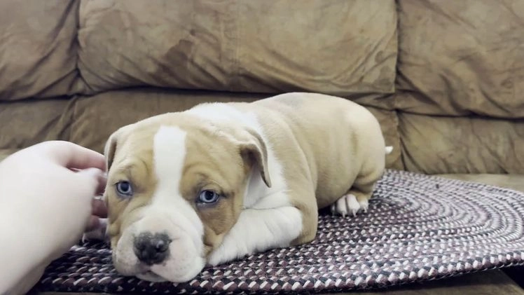 American Bully dogs for sale: Diesel - Video 1