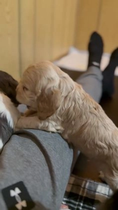 Cocker Spaniel dogs for sale: Teddy - Video 1