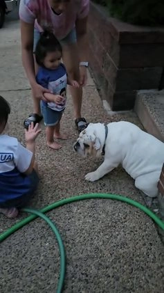 English Bulldog dogs for sale: English Bulldog Puppy 1 - Video 1