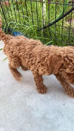 Standard Poodle dogs for sale: Bella - Video 1