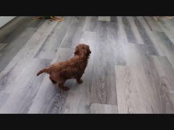 Miniature Poodle dogs for sale: Clay - Video 1
