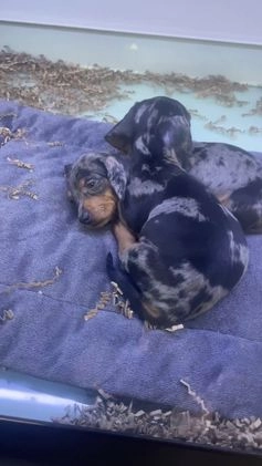 Miniature Dachshund dogs for sale: Miniature Dachshund Puppy 1 - Video 1