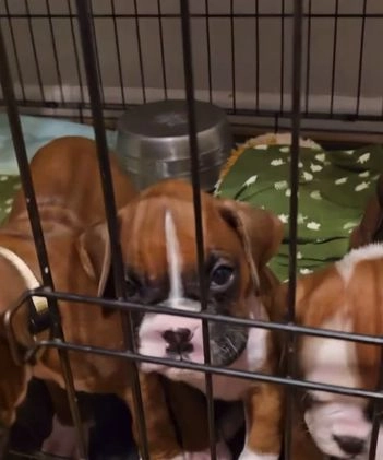 Boxer dogs for sale: Chase - Video 1