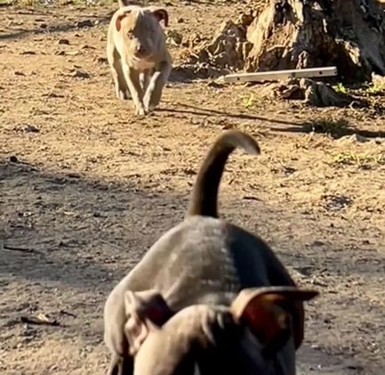 American Bully dogs for sale: American Bully Puppy 2 - Video 2