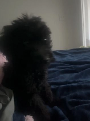 Mixed Breed dogs for sale: Mixed Breed Puppy 1 - Video 2