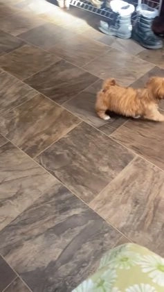 Mixed Breed dogs for sale: Clay - Video 1