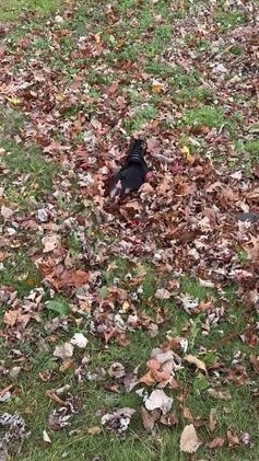 American Bully dogs for sale: Jinxy - Video 8