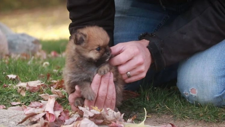 Pomeranian dogs for sale: Peyton - Video 1