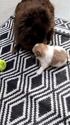 Pomeranian dogs for sale: Yeti  - Video 3