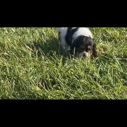 Cavalier King Charles Spaniel dogs for sale: Alice - Video 1