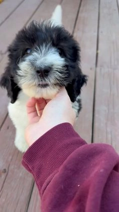 Saint Berdoodles dogs for sale: Rowan - Video 3