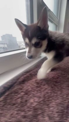 Alaskan Klee Kai dogs for sale: Jaehaerys the conciliator - Video 1