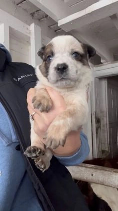 Australian Cattle Dog dogs for sale: Donny - Video 1