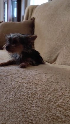 Pomchi dogs for sale: Monte - Video 1