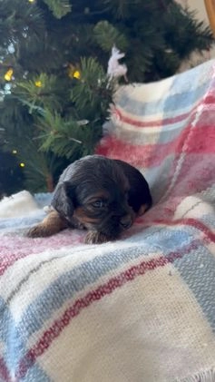 Cavapoo dogs for sale: Eve - Video 1