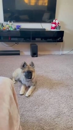 Mixed Breed dogs for sale: Mixed Breed Puppy 1 - Video 1