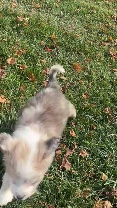 Mini Aussiedoodle dogs for sale: Charlie - Video 1