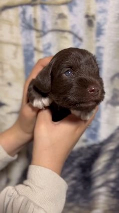 Miniature Schnauzer dogs for sale: Miniature Schnauzer Puppy 3 - Video 1