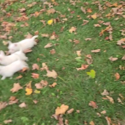 West Highland Terrier dogs for sale: Star - Video 1