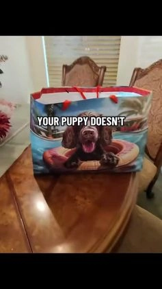 Goldendoodle dogs for sale: Lucky - Video 2