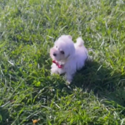Maltipoo dogs for sale: Cloudpuff - Video 1