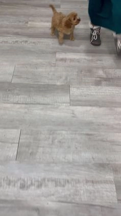 Cavapoo dogs for sale: Trent - Video 1