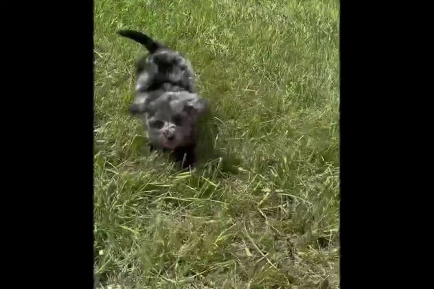 Yorkiepoo dogs for sale: Mario - Video 1