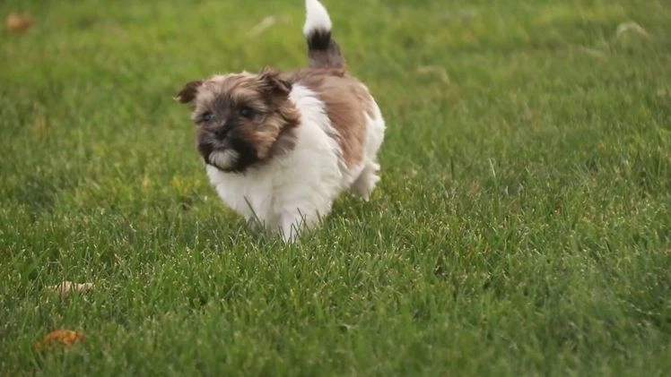 Havanese dogs for sale: Bella Rose - Video 1