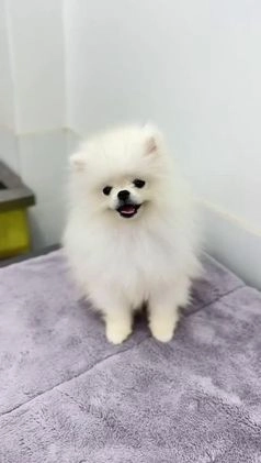 Pomeranian dogs for sale: Pomeranian Puppy 1 - Video 1