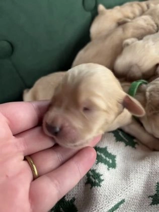 Goldendoodle dogs for sale: Hazel - Video 3