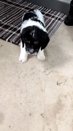 Mixed Breed dogs for sale: Asher - Video 1