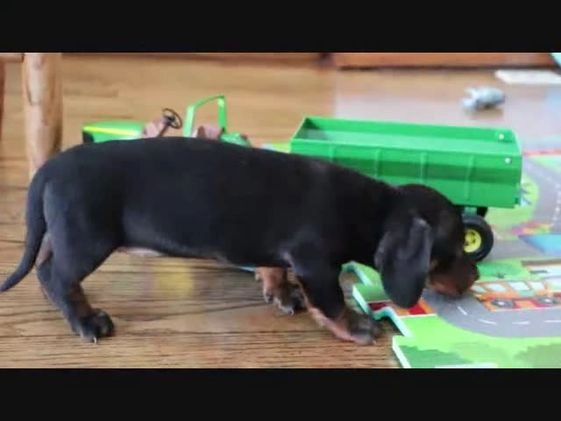 Miniature Dachshund dogs for sale: Sprinkles - Video 1