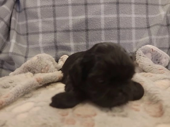 Shih Tzu dogs for sale: MAX, Shih Tzu, Male, 10 weeks, AKC Champion Blood Line - Video 2