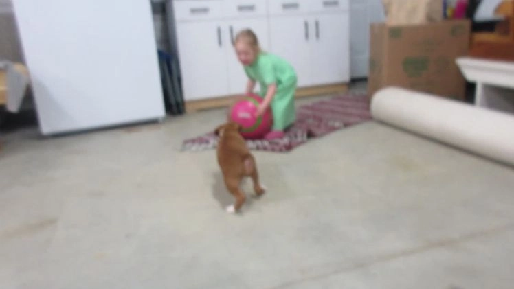 Boxer dogs for sale: Noel - Video 1