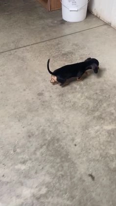 Miniature Dachshund dogs for sale: Lucy - Video 1